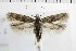  ( - NMPC-LEP-1888)  @11 [ ] by-nc-sa (2024) Jan Sumpich National Museum of Natural History, Prague