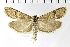  ( - NMPC-LEP-1931)  @11 [ ] by-nc-sa (2024) Jan Sumpich National Museum of Natural History, Prague