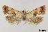  ( - NMPC-LEP-2002)  @11 [ ] by-nc-sa (2024) Jan Sumpich National Museum of Natural History, Prague