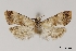  ( - NMPC-LEP-2003)  @11 [ ] by-nc-sa (2024) Jan Sumpich National Museum of Natural History, Prague