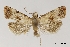  ( - NMPC-LEP-2004)  @11 [ ] by-nc-sa (2024) Jan Sumpich National Museum of Natural History, Prague