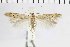  ( - NMPC-LEP-0535)  @11 [ ] by-nc-sa (2023) Jan Sumpich National Museum of Natural History, Prague