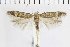  ( - NMPC-LEP-0565)  @11 [ ] by-nc-sa (2023) Jan Sumpich National Museum of Natural History, Prague