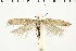  ( - NMPC-LEP-0584)  @11 [ ] by-nc-sa (2021) Jan Sumpich National Museum of Natural History, Prague
