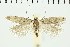  ( - NMPC-LEP-0586)  @11 [ ] by-nc-sa (2021) Jan Sumpich National Museum of Natural History, Prague
