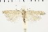  ( - NMPC-LEP-0589)  @11 [ ] by-nc-sa (2021) Jan Sumpich National Museum of Natural History, Prague