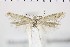  ( - NMPC-LEP-0674)  @11 [ ] by-nc-sa (2021) Jan Sumpich National Museum of Natural History, Prague