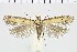  ( - NMPC-LEP-0685)  @11 [ ] by-nc-sa (2021) Jan Sumpich National Museum of Natural History, Prague