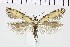  ( - NMPC-LEP-0686)  @11 [ ] by-nc-sa (2021) Jan Sumpich National Museum of Natural History, Prague