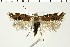  ( - NMPC-LEP-0688)  @11 [ ] by-nc-sa (2021) Jan Sumpich National Museum of Natural History, Prague