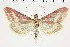  (Pyrausta gulpembe - NMPC-LEP-0715)  @11 [ ] by-nc-sa (2021) Jan Sumpich National Museum of Natural History, Prague