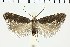  ( - NMPC-LEP-0740)  @11 [ ] by-nc-sa (2021) Jan Sumpich National Museum of Natural History, Prague