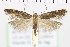  ( - NMPC-LEP-0743)  @11 [ ] by-nc-sa (2021) Jan Sumpich National Museum of Natural History, Prague