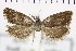  ( - NMPC-LEP-0746)  @11 [ ] by-nc-sa (2021) Jan Sumpich National Museum of Natural History, Prague