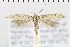  ( - NMPC-LEP-0921)  @14 [ ] by-nc-sa (2021) Jan Sumpich National Museum of Natural History, Prague