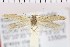 ( - NMPC-LEP-0927)  @11 [ ] by-nc-sa (2021) Jan Sumpich National Museum of Natural History, Prague
