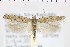  ( - NMPC-LEP-0933)  @11 [ ] by-nc-sa (2021) Jan Sumpich National Museum of Natural History, Prague