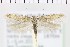  ( - NMPC-LEP-0934)  @11 [ ] by-nc-sa (2021) Jan Sumpich National Museum of Natural History, Prague