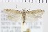  ( - NMPC-LEP-0935)  @11 [ ] by-nc-sa (2021) Jan Sumpich National Museum of Natural History, Prague
