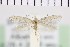  ( - NMPC-LEP-0947)  @11 [ ] by-nc-sa (2021) Jan Sumpich National Museum of Natural History, Prague