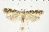  ( - NMPC-LEP-0951)  @11 [ ] by-nc-sa (2021) Jan Sumpich National Museum of Natural History, Prague