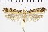  ( - NMPC-LEP-0952)  @11 [ ] by-nc-sa (2021) Jan Sumpich National Museum of Natural History, Prague
