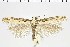  ( - NMPC-LEP-0964)  @11 [ ] by-nc-sa (2021) Jan Sumpich National Museum of Natural History, Prague
