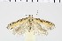  ( - NMPC-LEP-0974)  @11 [ ] by-nc-sa (2021) Jan Sumpich National Museum of Natural History, Prague