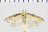  ( - NMPC-LEP-0975)  @11 [ ] by-nc-sa (2021) Jan Sumpich National Museum of Natural History, Prague