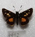 ( - MACN-Bar-Lep-ct 06692)  @13 [ ] Copyright (2016) MACN Museo Argentino de Ciencias Naturales "Bernardino Rivadavia"