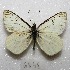  (Tatochila orthodice - MACN-Bar-Lep-ct 06848)  @14 [ ] Copyright (2016) MACN Museo Argentino de Ciencias Naturales "Bernardino Rivadavia"