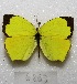  (Abaeis salome - MACN-Bar-Lep-ct 06863)  @14 [ ] Copyright (2016) MACN Museo Argentino de Ciencias Naturales "Bernardino Rivadavia"
