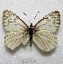  ( - MACN-Bar-Lep-ct 06876)  @12 [ ] Copyright (2016) MACN Museo Argentino de Ciencias Naturales "Bernardino Rivadavia"