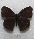  ( - MACN-Bar-Lep-ct 06904)  @13 [ ] Copyright (2016) MACN Museo Argentino de Ciencias Naturales "Bernardino Rivadavia"
