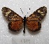  ( - MACN-Bar-Lep-ct 06919)  @13 [ ] Copyright (2016) MACN Museo Argentino de Ciencias Naturales "Bernardino Rivadavia"