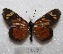  ( - MACN-Bar-Lep-ct 06962)  @13 [ ] Copyright (2016) MACN Museo Argentino de Ciencias Naturales "Bernardino Rivadavia"