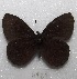  ( - MACN-Bar-Lep-ct 06981)  @12 [ ] Copyright (2016) MACN Museo Argentino de Ciencias Naturales "Bernardino Rivadavia"