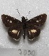 ( - MACN-Bar-Lep-ct 07000)  @13 [ ] Copyright (2016) MACN Museo Argentino de Ciencias Naturales "Bernardino Rivadavia"