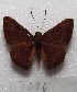  ( - MACN-Bar-Lep-ct 07006)  @13 [ ] Copyright (2016) MACN Museo Argentino de Ciencias Naturales "Bernardino Rivadavia"