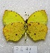  ( - MACN-Bar-Lep-ct 07491)  @13 [ ] Copyright (2016) MACN Museo Argentino de Ciencias Naturales, Bernardino Rivadavia