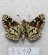  ( - MACN-Bar-Lep-ct 07510)  @12 [ ] Copyright (2016) MACN Museo Argentino de Ciencias Naturales, Bernardino Rivadavia