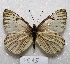  ( - MACN-Bar-Lep-ct 07515)  @13 [ ] Copyright (2016) MACN Museo Argentino de Ciencias Naturales, Bernardino Rivadavia