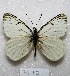  ( - MACN-Bar-Lep-ct 07517)  @13 [ ] Copyright (2016) MACN Museo Argentino de Ciencias Naturales, Bernardino Rivadavia