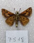  ( - MACN-Bar-Lep-ct 07518)  @14 [ ] Copyright (2016) MACN Museo Argentino de Ciencias Naturales, Bernardino Rivadavia