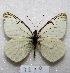  ( - MACN-Bar-Lep-ct 07519)  @13 [ ] Copyright (2016) MACN Museo Argentino de Ciencias Naturales, Bernardino Rivadavia