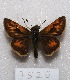  ( - MACN-Bar-Lep-ct 07520)  @13 [ ] Copyright (2016) MACN Museo Argentino de Ciencias Naturales, Bernardino Rivadavia