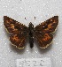  ( - MACN-Bar-Lep-ct 07522)  @11 [ ] Copyright (2016) MACN Museo Argentino de Ciencias Naturales, Bernardino Rivadavia
