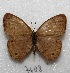  ( - MACN-Bar-Lep-ct 07608)  @12 [ ] Copyright (2016) MACN Museo Argentino de Ciencias Naturales "Bernardino Rivadavia"