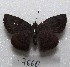  ( - MACN-Bar-Lep-ct 07660)  @12 [ ] Copyright (2016) MACN Museo Argentino de Ciencias Naturales "Bernardino Rivadavia"