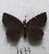  ( - MACN-Bar-Lep-ct 07677)  @11 [ ] Copyright (2016) MACN Museo Argentino de Ciencias Naturales "Bernardino Rivadavia"